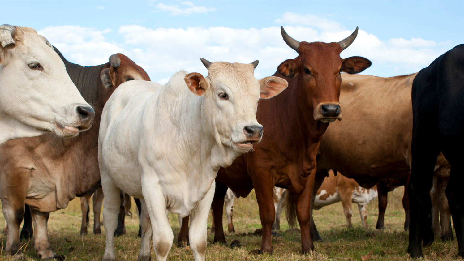 A herd of pasture-raised beef cattle standing in an open field.