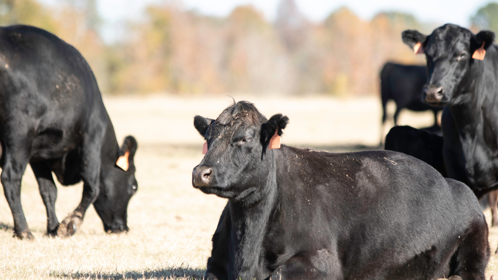Black Angus cattle grazing on an open pasture far.