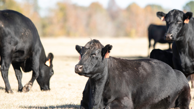 Quarter Cow