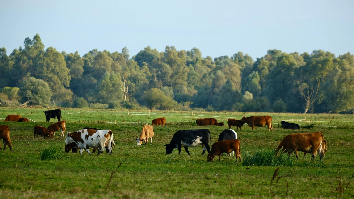 Pasture-raised cattle grazing on an open American farm