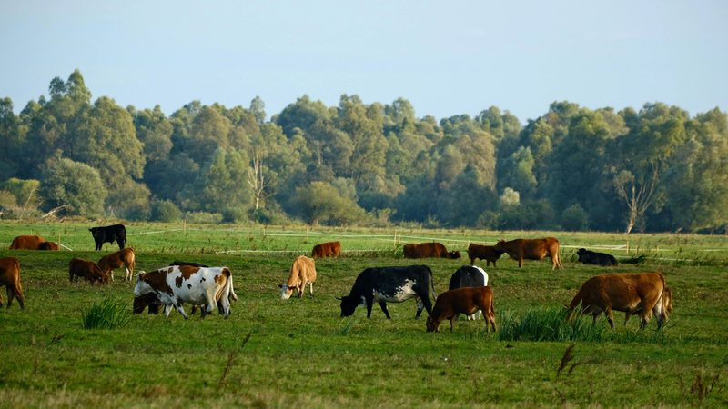 How Much Does A Cow Cost?