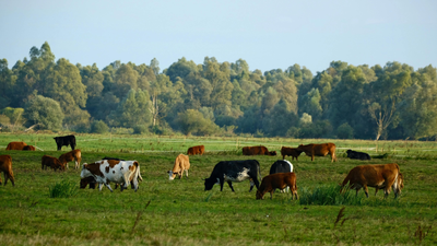 How Much Does A Cow Cost?