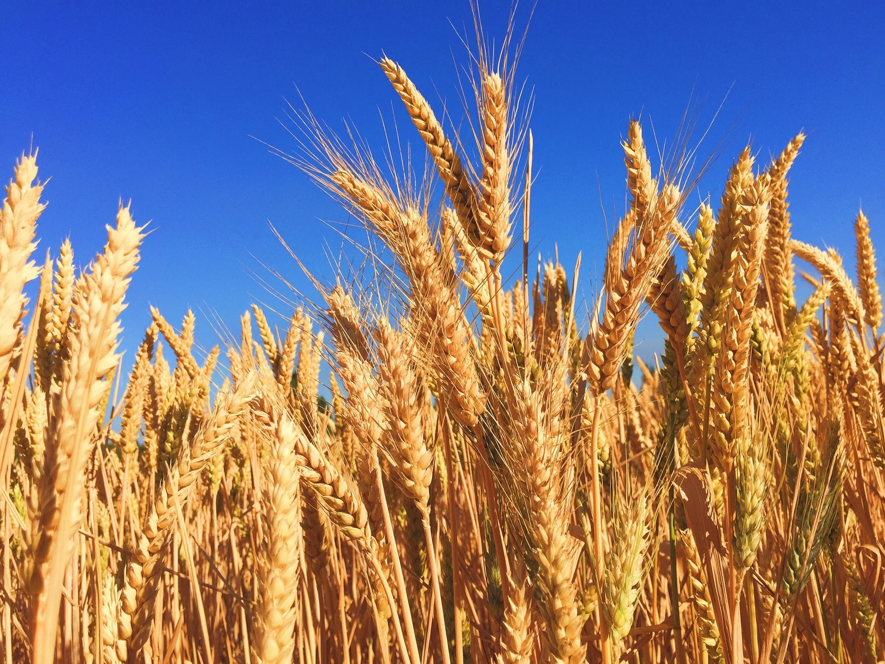 How Wheat & Corn Prices Will Make Beef Costs SOAR