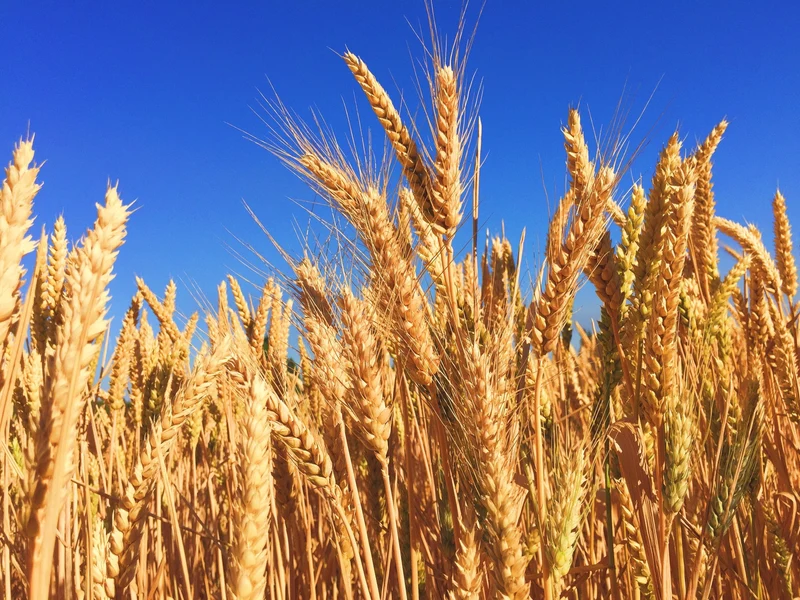 How Wheat & Corn Prices Will Make Beef Costs SOAR
