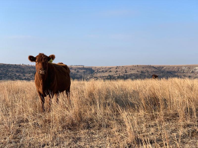 Shocking: Thousands Of Cattle Dead In Kansas