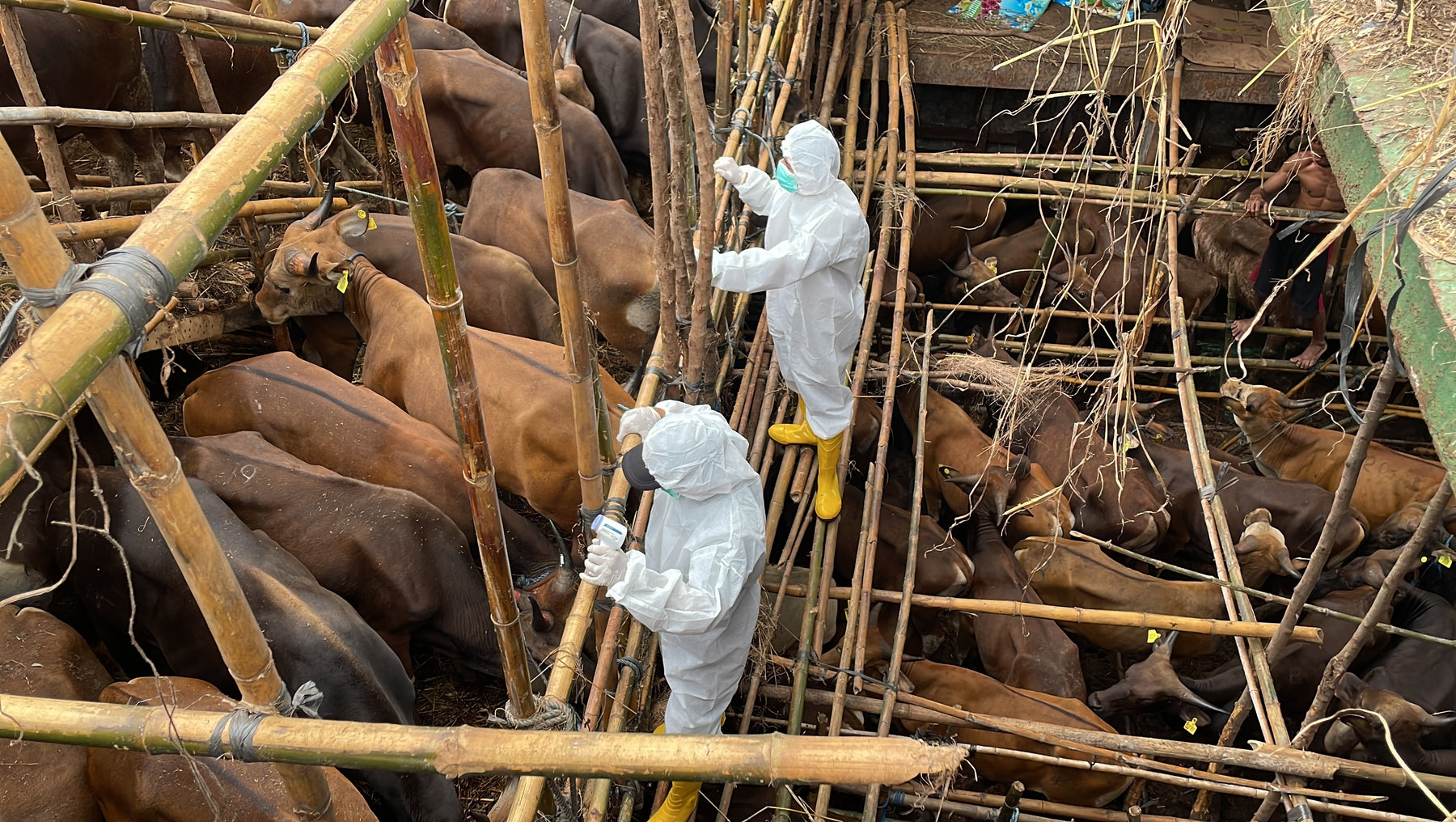 Biden's Beef with America: The Paraguay Import Proposal We Wish We Were Joking About…