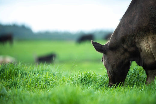 Introducing Good Ranchers’ Grass-Finished Beef Program