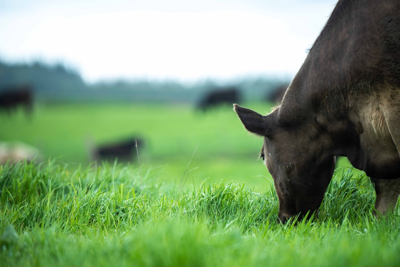 The Green Hoofprint: Cattle's Positive Impact on Earth