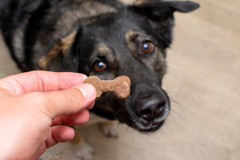 Pawsitively Unnatural: Lab-Grown Meat for Pets Launches in the UK