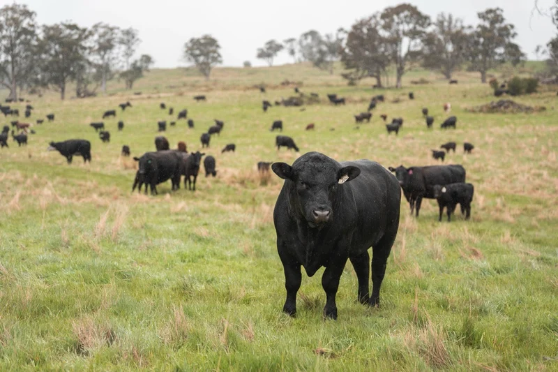 90-Day Beef Import Plan: What It Could Mean for American Ranchers